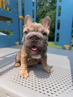 Noelle Bell Big rope fluffy carrier(FaceTime Available), a female French Bulldog for sale in Washington, DC – 6 of 10
