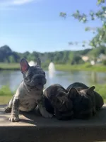 Iceman(FaceTime available) pink carrier confirmed(n/A), a male French Bulldog for sale in Washington, DC – 5 of 9
