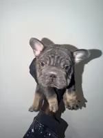 Machop, a male French Bulldog for sale in Waldorf, MD – 9 of 10