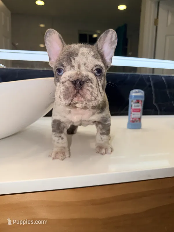 Tankson, a male French Bulldog for sale in Waldorf, MD – 1 of 10