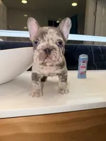 Tankson, a male French Bulldog for sale in Waldorf, MD – 1 of 10