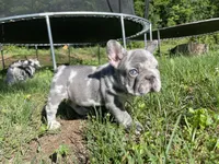 Harvey Dent aka Two-Face, a male French Bulldog for sale in Washington, DC – 10 of 10