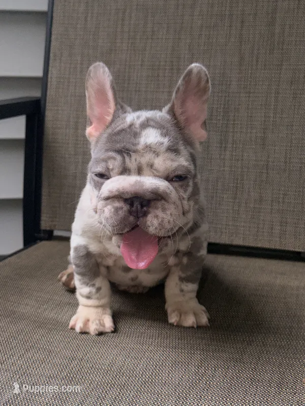 Iceman(FaceTime available) – French Bulldog puppy for sale in Washington, DC