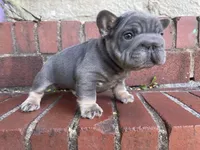 Machop, a male French Bulldog for sale in Waldorf, MD – 10 of 10