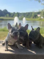 Noelle Bell Big rope fluffy carrier(FaceTime Available), a female French Bulldog for sale in Washington, DC – 3 of 7