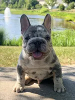 Iceman(FaceTime available) pink carrier confirmed(n/A), a male French Bulldog for sale in Washington, DC – 4 of 9