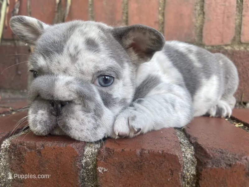 Harvey Dent aka Two-Face – French Bulldog puppy for sale in Washington, DC