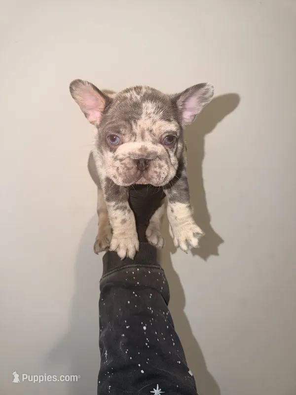 Iceman(FaceTime available) – French Bulldog puppy on hold in Washington, DC