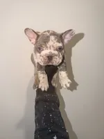 Tankson, a male French Bulldog for sale in Waldorf, MD – 6 of 10