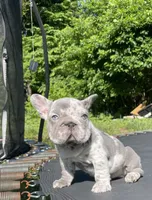Harvey Dent aka Two-Face, a male French Bulldog for sale in Washington, DC – 2 of 10