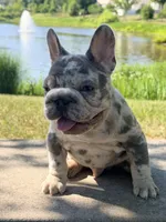 Iceman(FaceTime available) pink carrier confirmed(n/A), a male French Bulldog for sale in Washington, DC – 3 of 9