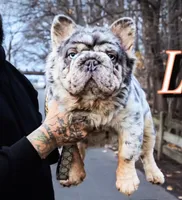 Iceman(FaceTime available) pink carrier confirmed(n/A), a male French Bulldog for sale in Washington, DC – 8 of 9