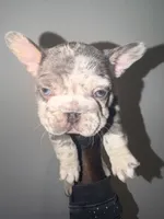 Tankson, a male French Bulldog for sale in Waldorf, MD – 9 of 10
