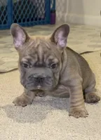 Noelle Bell Big rope fluffy carrier carrying testable chocolate , a female French Bulldog for sale in Washington, DC – 1 of 10
