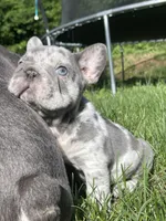 Harvey Dent aka Two-Face, a male French Bulldog for sale in Washington, DC – 4 of 10