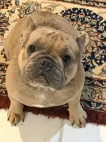 Iceman(FaceTime available) pink carrier confirmed(n/A), a male French Bulldog for sale in Washington, DC – 7 of 9