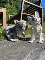 Harvey Dent aka Two-Face, a male French Bulldog for sale in Washington, DC – 6 of 10