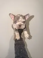 Tankson, a male French Bulldog for sale in Waldorf, MD – 8 of 10