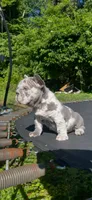 Harvey Dent aka Two-Face, a male French Bulldog for sale in Washington, DC – 9 of 10
