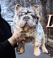 Noelle Bell Big rope fluffy carrier carrying testable chocolate , a female French Bulldog for sale in Washington, DC – 10 of 10