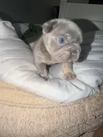 Sub Zero-Lilac & Tan Big-Rope French Bulldog Fluffy Carrier Male, a male French Bulldog for sale in Washington, DC – 6 of 10