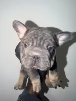 Machop, a male French Bulldog for sale in Waldorf, MD – 2 of 10