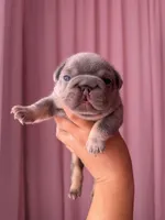 Sub Zero-Lilac & Tan Big-Rope French Bulldog Fluffy Carrier Male, a male French Bulldog for sale in Washington, DC – 3 of 10