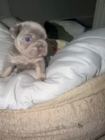 Sub Zero-Lilac & Tan Big-Rope French Bulldog Fluffy Carrier Male, a male French Bulldog for sale in Washington, DC – 8 of 10