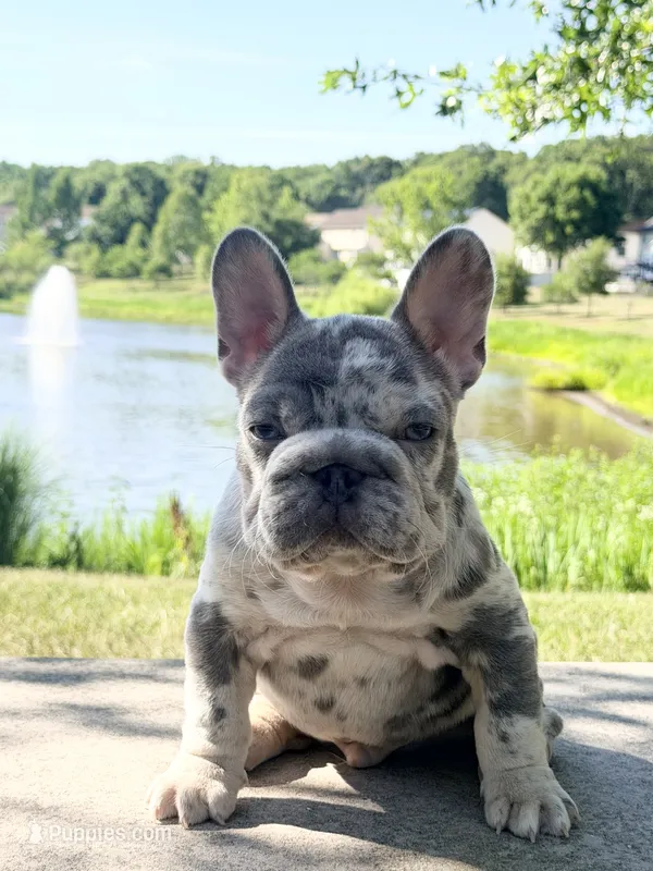 Iceman(FaceTime available) pink carrier confirmed(n/A) – French Bulldog puppy for sale in Washington, DC