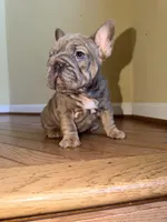 Noelle Bell Big rope fluffy carrier carrying testable chocolate , a female French Bulldog for sale in Washington, DC – 3 of 10