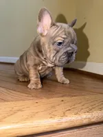 Noelle Bell Big rope fluffy carrier carrying testable chocolate , a female French Bulldog for sale in Washington, DC – 4 of 10