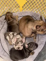 Noelle Bell Big rope fluffy carrier carrying testable chocolate , a female French Bulldog for sale in Washington, DC – 8 of 10