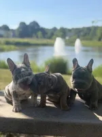 Noelle Bell Big rope fluffy carrier(FaceTime Available), a female French Bulldog for sale in Washington, DC – 5 of 7