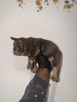 Machop, a male French Bulldog for sale in Waldorf, MD – 6 of 10