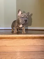 Noelle Bell Big rope fluffy carrier carrying testable chocolate , a female French Bulldog for sale in Washington, DC – 2 of 10