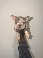 Tankson, a male French Bulldog for sale in Waldorf, MD – 2 of 10