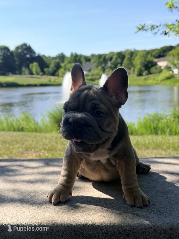 Noelle Bell Big rope fluffy carrier carrying testable chocolate  – French Bulldog puppy for sale in Washington, DC
