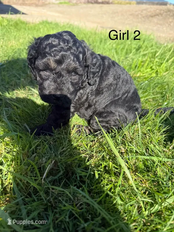 Girl  – Havapoo puppy for sale in Tillamook, OR