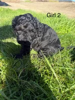 Girl , a female Havapoo for sale in Tillamook, OR – 1 of 2