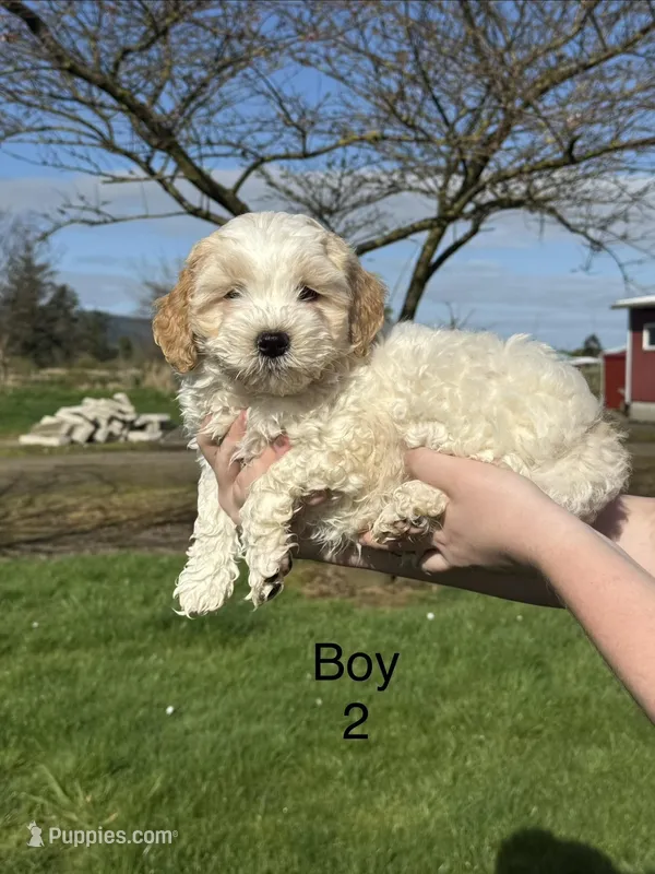 Boy 1 – Havapoo puppy for sale in Tillamook, OR