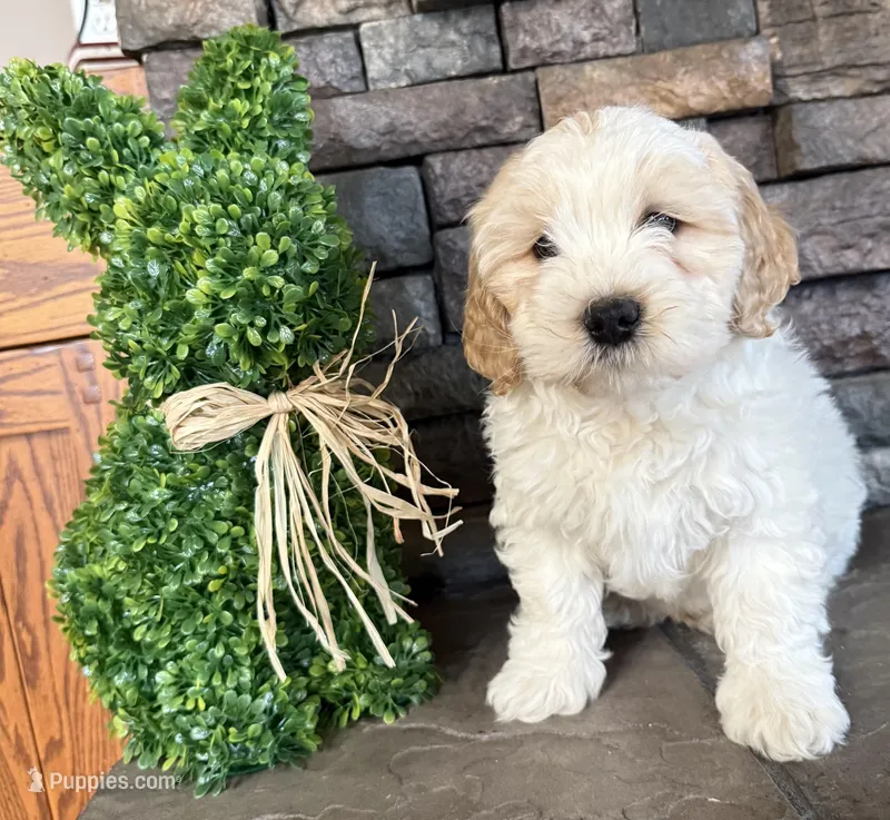 Boy 1 – Havapoo puppy for sale in Tillamook, OR