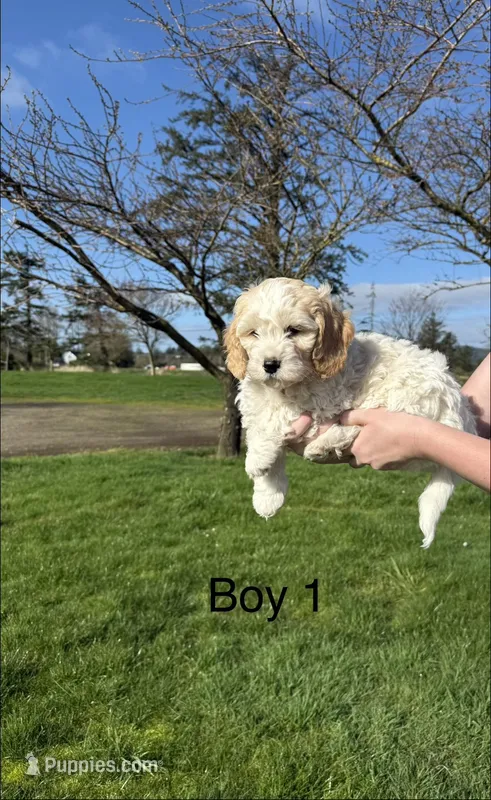 Boy 3 – Havapoo puppy for sale in Tillamook, OR