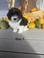 Boy 2, a male Havapoo for sale in Tillamook, OR – 2 of 2