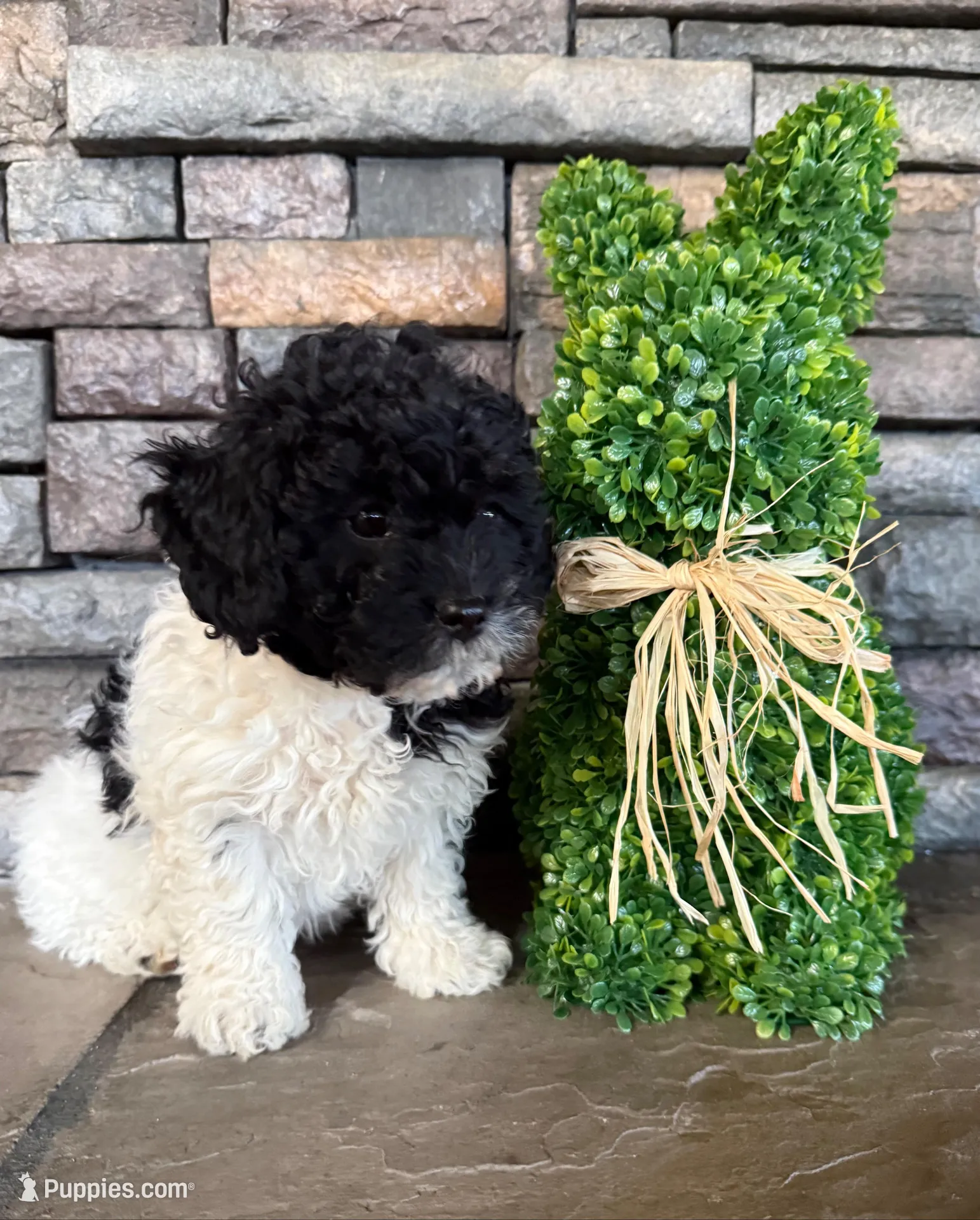 Girl 1 – Havapoo puppy for sale in Tillamook, OR