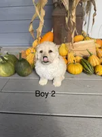 Boy 1, a male Havapoo for sale in Tillamook, OR – 4 of 4