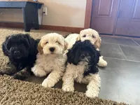 Girl 1, a female Havapoo for sale in Tillamook, OR – 5 of 8