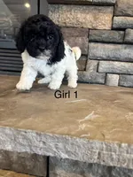 Girl 1, a female Havapoo for sale in Tillamook, OR – 4 of 8