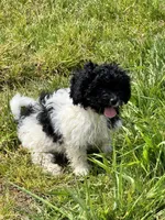 Girl 1, a female Havapoo for sale in Tillamook, OR – 7 of 8