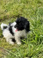 Girl 1, a female Havapoo for sale in Tillamook, OR – 8 of 8