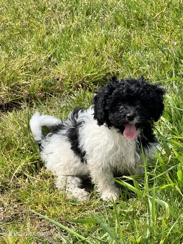 Girl 1 – Havapoo puppy for sale in Tillamook, OR